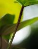 Philodendron Fuzzi Petiole