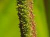 Philodendron Fuzzi Petiole