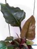 philodendron araceae