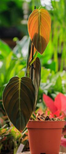 plantes grimpantes tropicales